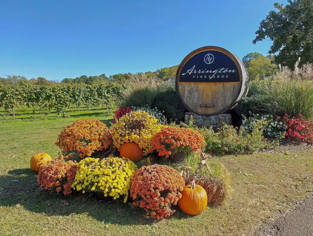 A barrel-shaped Arrington Vineyards sign above autumn mums and pumpkins, with rows of vines behind it