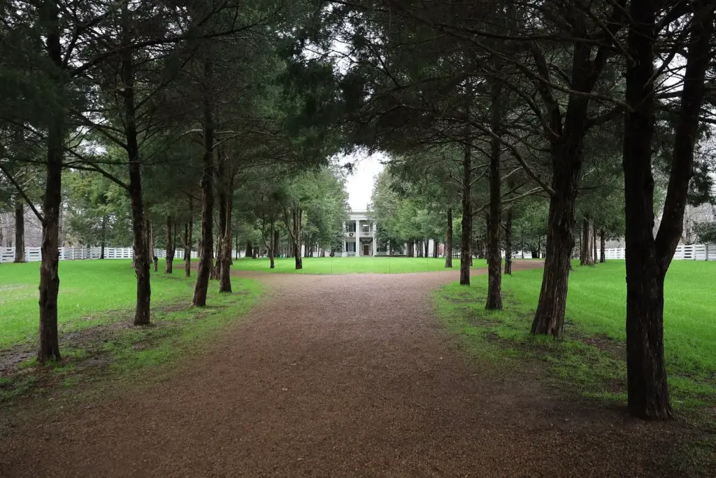 A dirt lane lined with tall cedar trees leading toward the white-columned Hermitage mansion across a green lawn