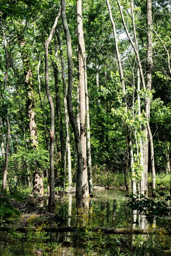 Tall thin trees in fresh spring leaf standing in shallow water at Radnor Lake State Park