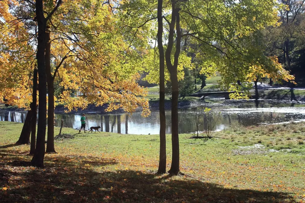 Autumn trees around a small lake in Shelby Park, with a person walking a dog across the grass