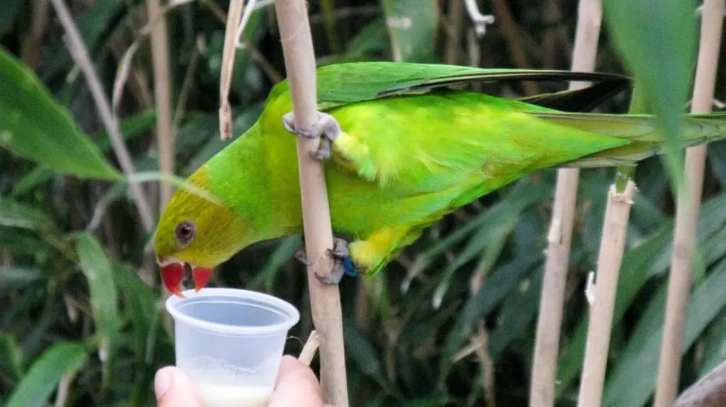 An olive-headed lorikeet drinking nectar from a small plastic cup held out by a visitor at Nashville Zoo, one of the favorite things to do in Nashville with kids