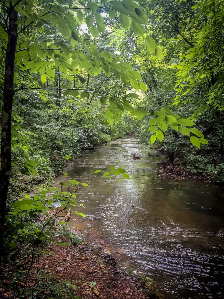 A shallow creek running through dense green woods in Beaman Park