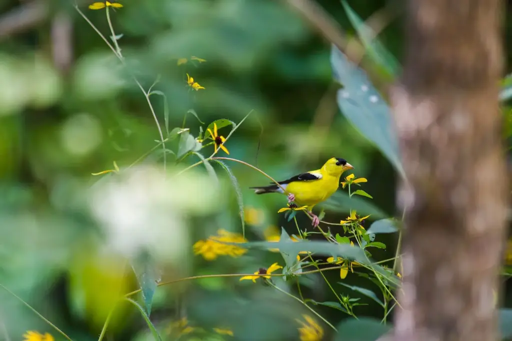 An American goldfinch perched among yellow wildflowers in Harpeth River State Park
