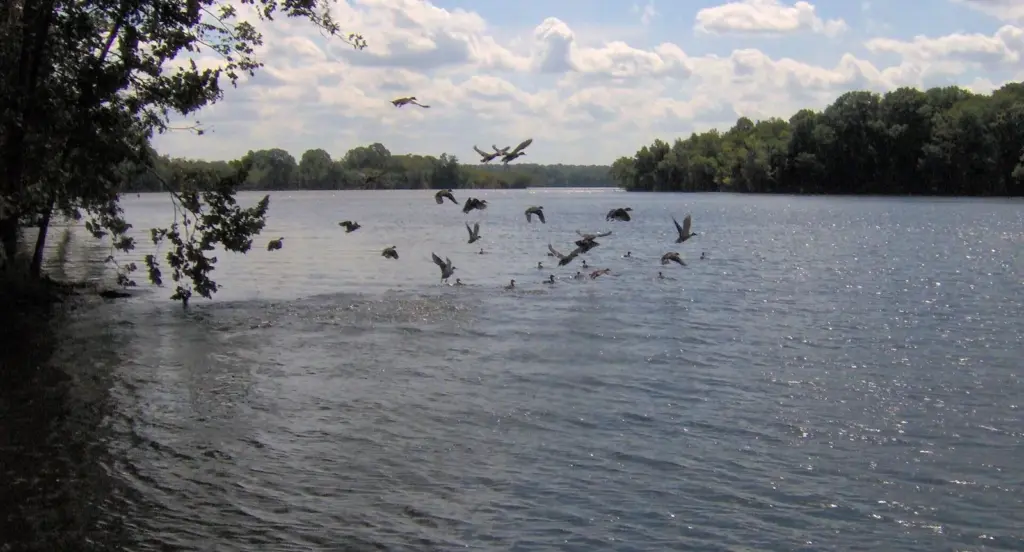 Birds flying low over the Bledsoe Creek arm of Old Hickory Lake on a sunny day